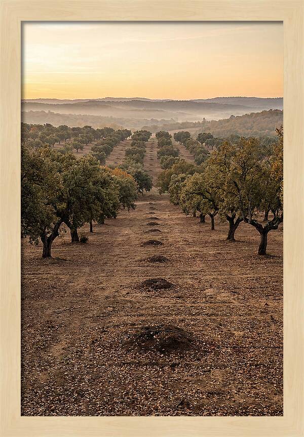 Farm Truffle Oak Landscape