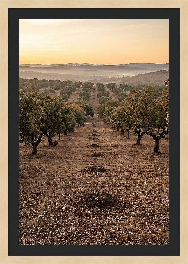 Farm Truffle Oak Landscape