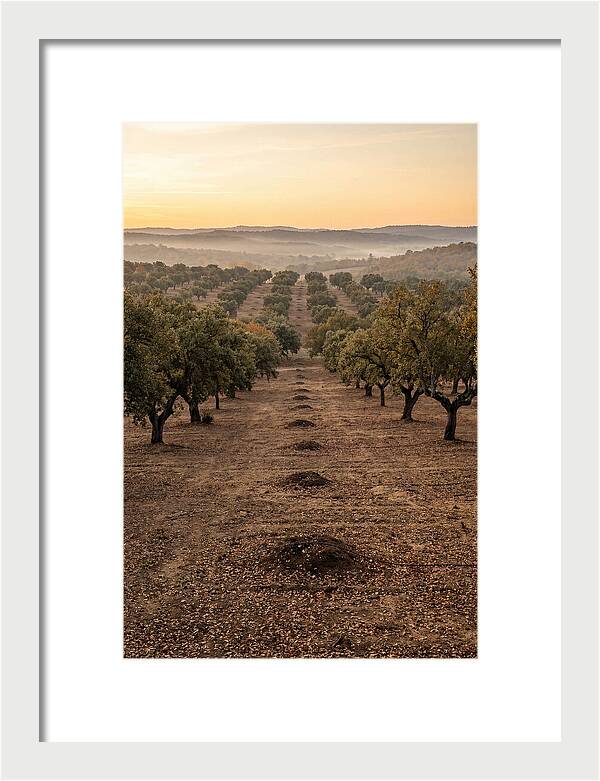 Farm Truffle Oak Landscape
