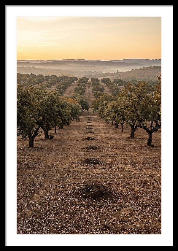 Farm Truffle Oak Landscape