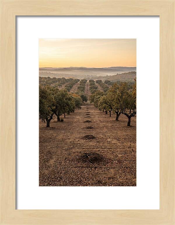 Farm Truffle Oak Landscape