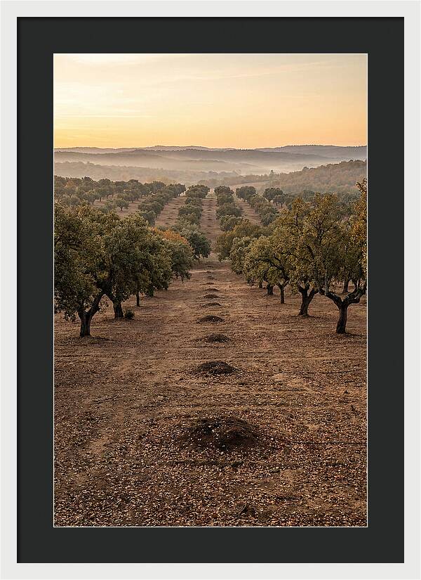 Farm Truffle Oak Landscape