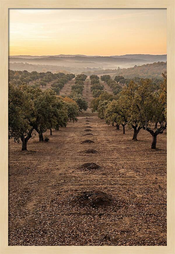 Farm Truffle Oak Landscape