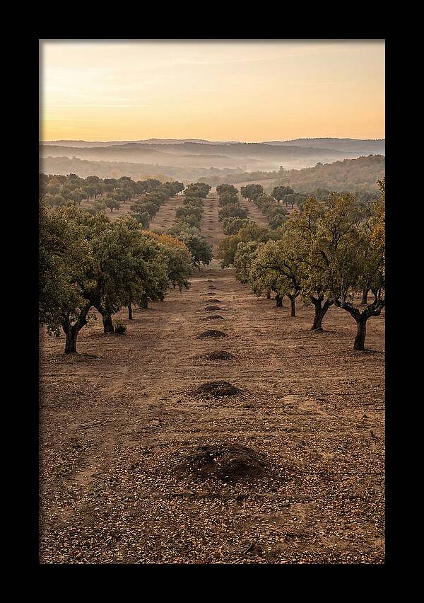Farm Truffle Oak Landscape