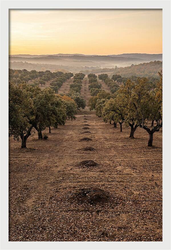 Farm Truffle Oak Landscape