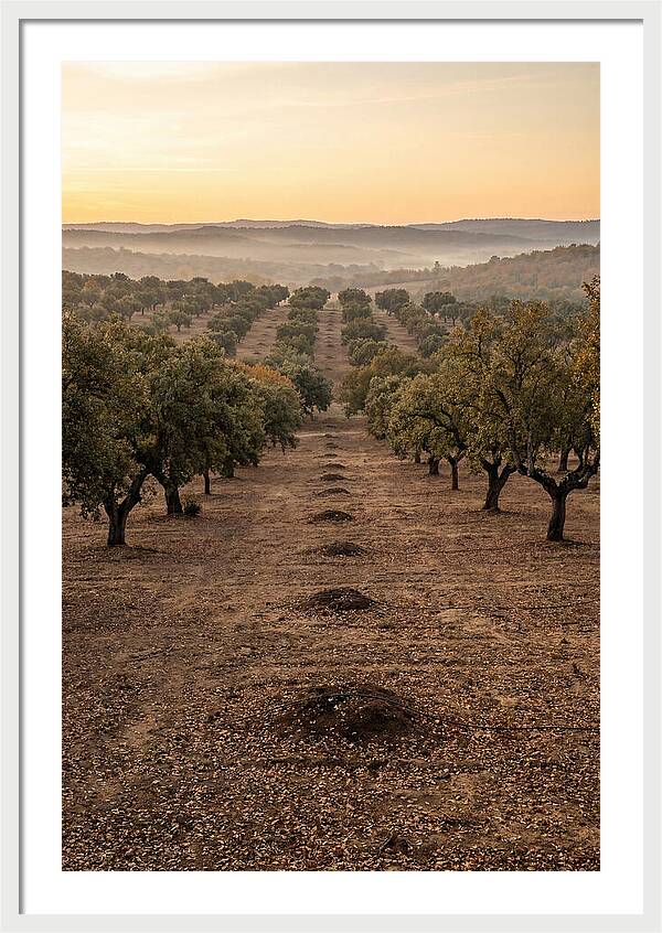 Farm Truffle Oak Landscape