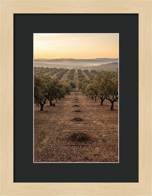 Farm Truffle Oak Landscape