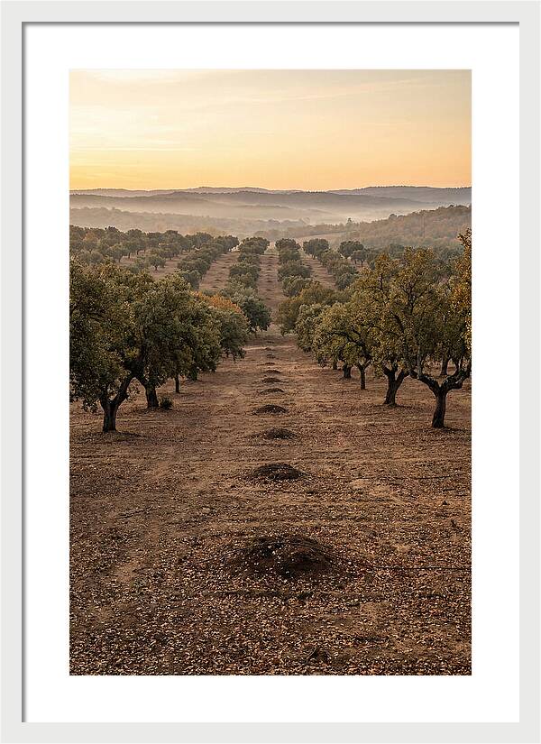 Farm Truffle Oak Landscape
