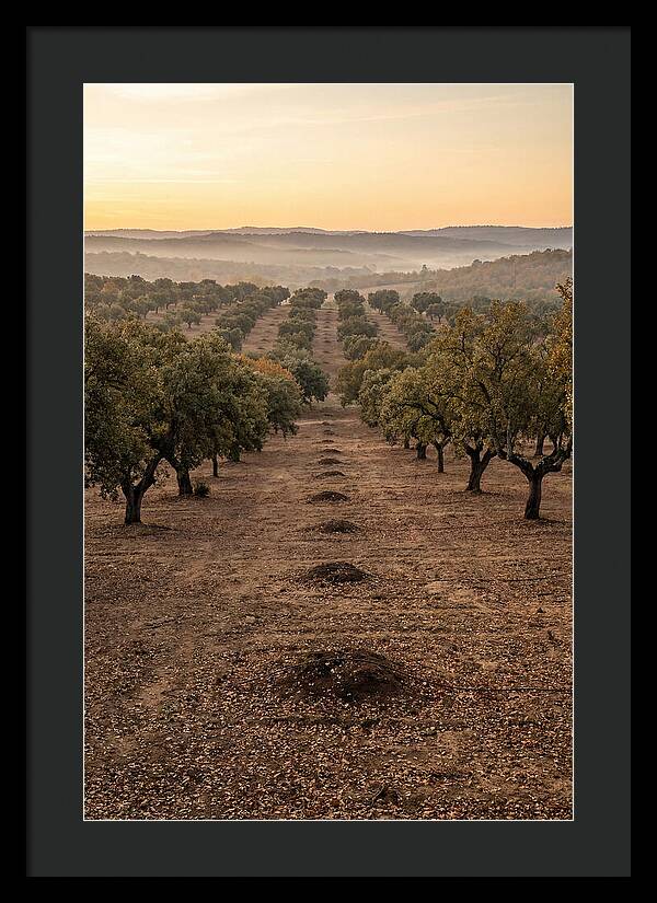 Farm Truffle Oak Landscape