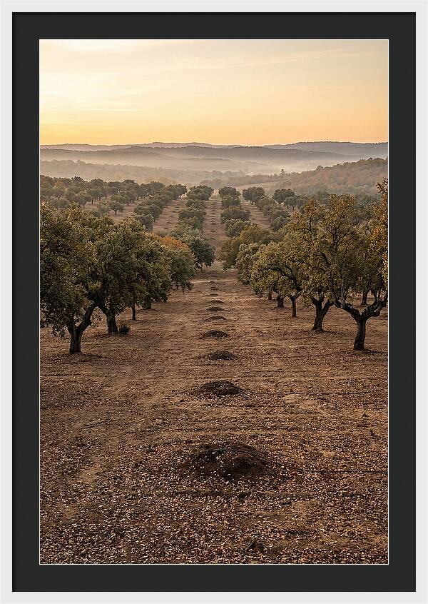 Farm Truffle Oak Landscape