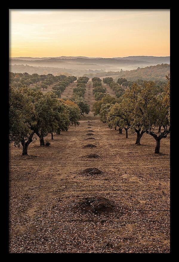 Farm Truffle Oak Landscape