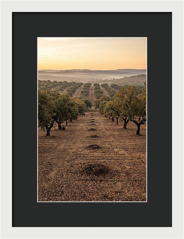 Farm Truffle Oak Landscape