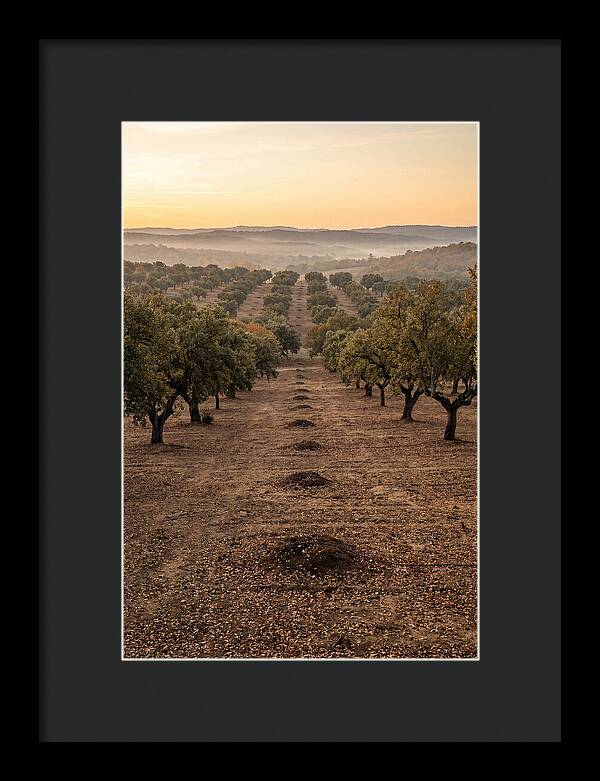 Farm Truffle Oak Landscape
