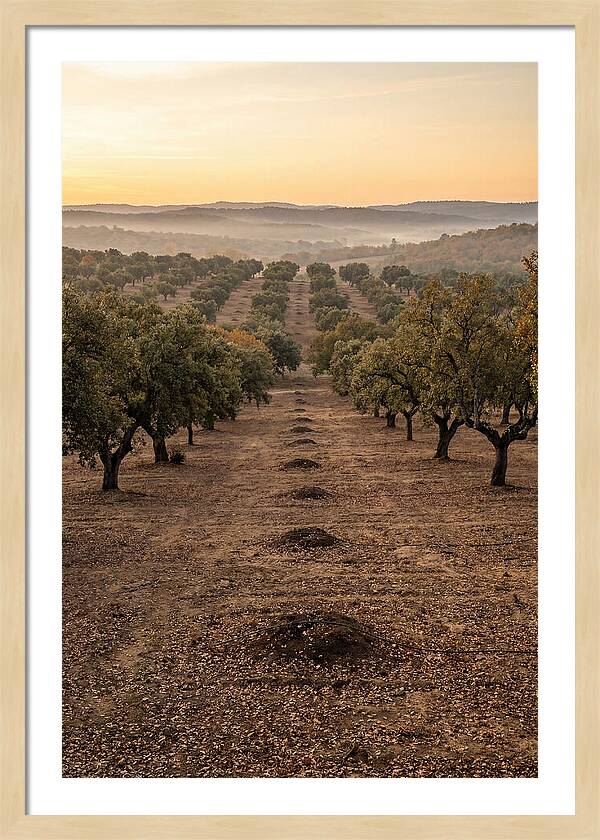 Farm Truffle Oak Landscape