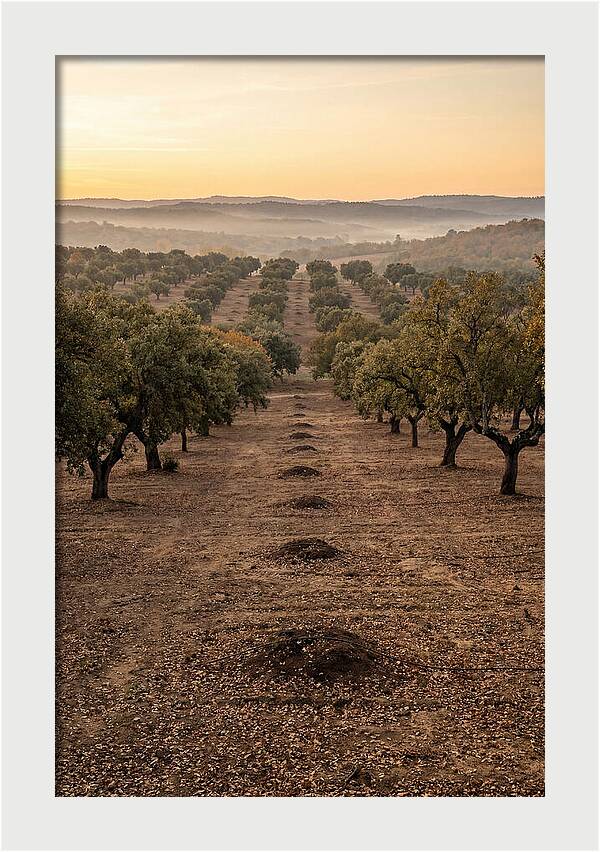 Farm Truffle Oak Landscape