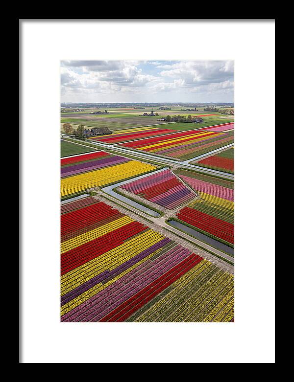 Farm Tulips In Full Bloom