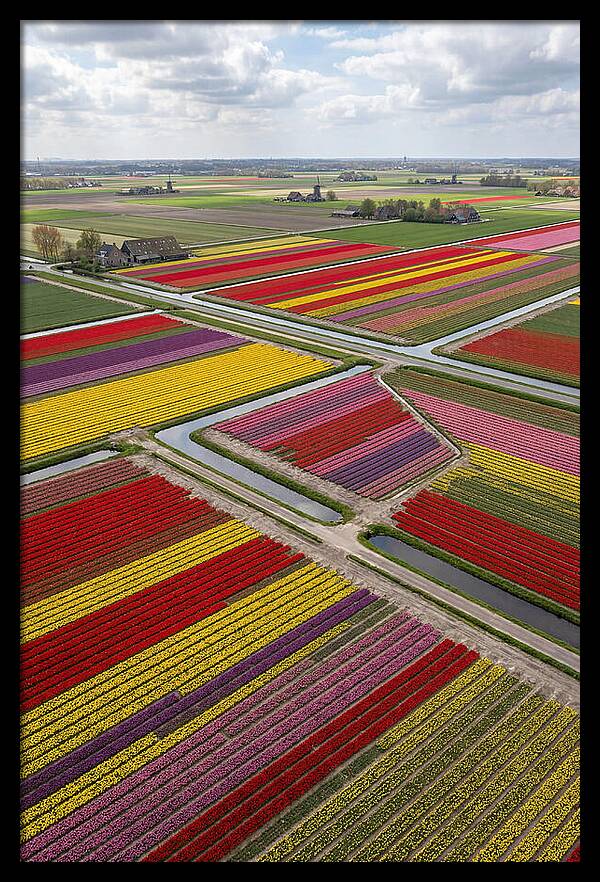 Farm Tulips In Full Bloom