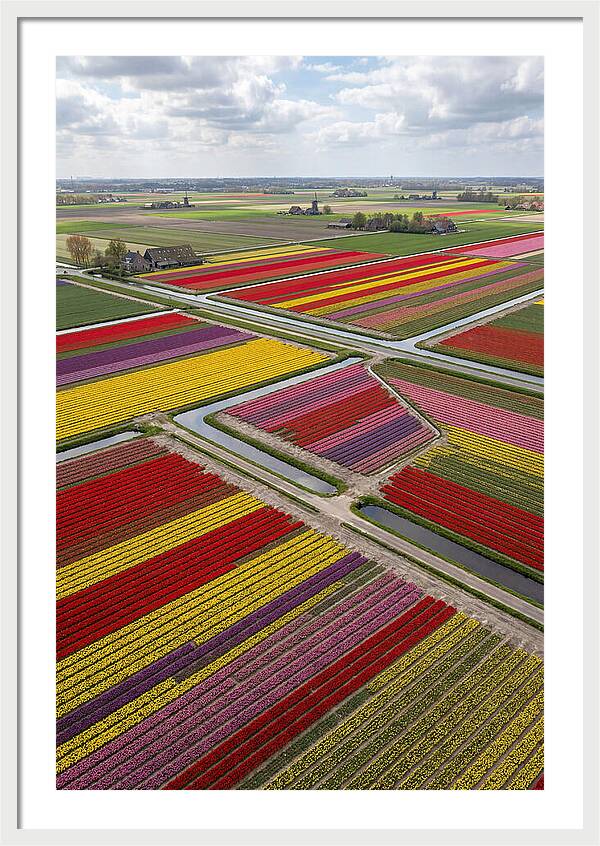 Farm Tulips In Full Bloom