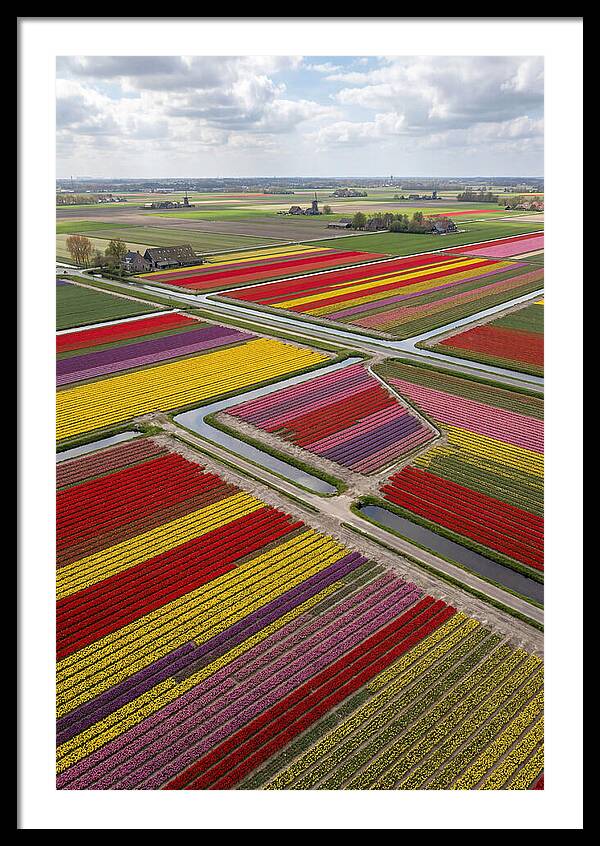 Farm Tulips In Full Bloom