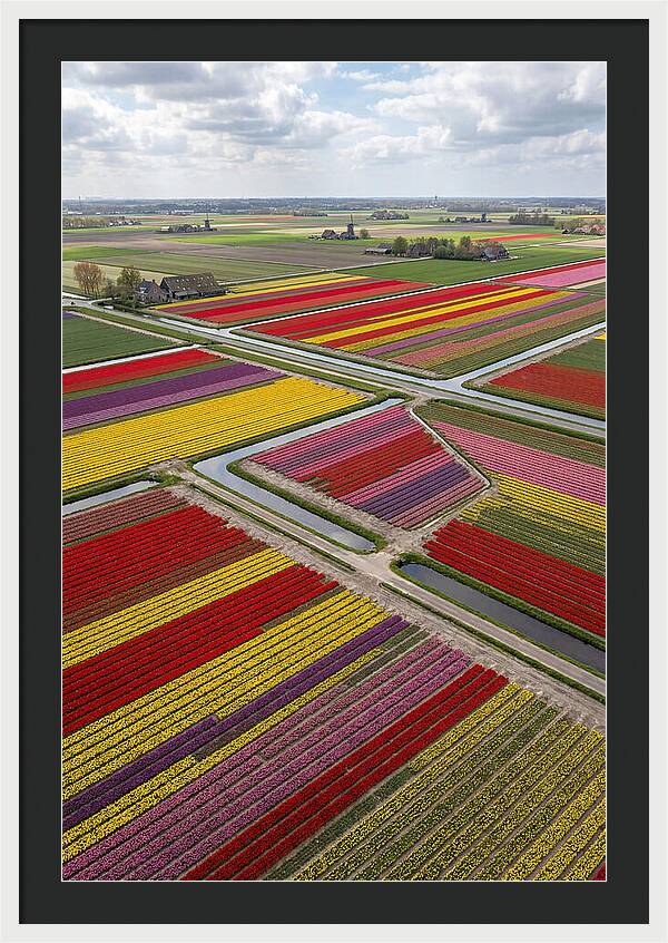 Farm Tulips In Full Bloom