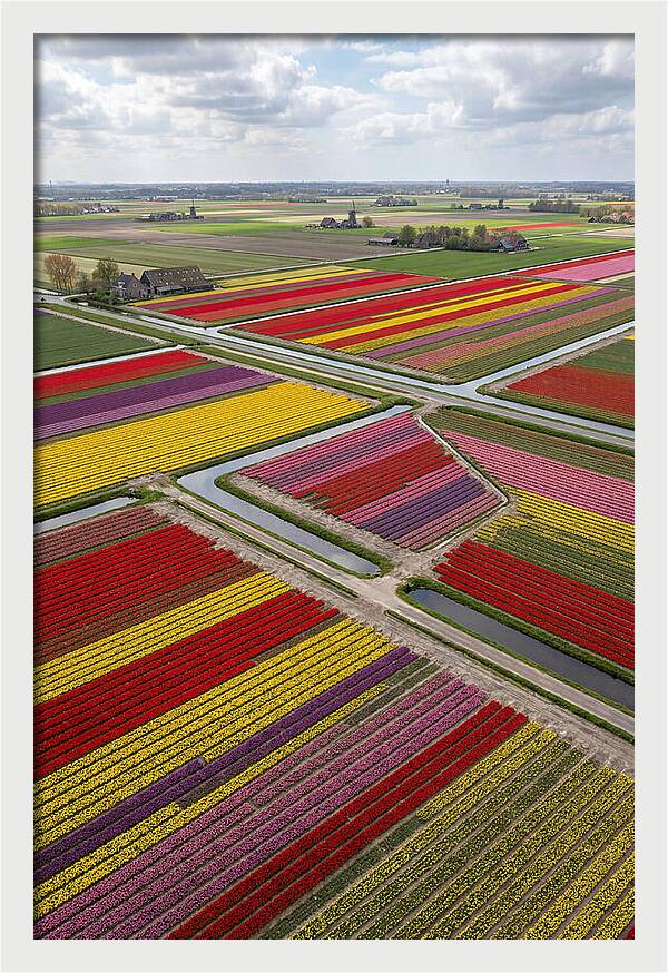 Farm Tulips In Full Bloom