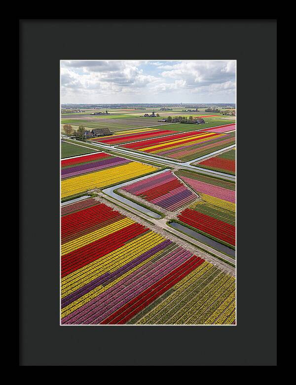 Farm Tulips In Full Bloom