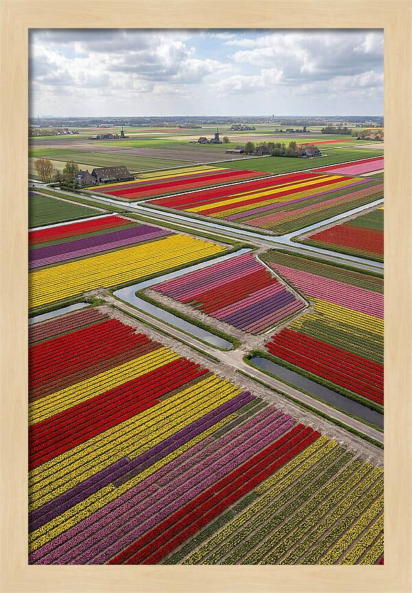 Farm Tulips In Full Bloom