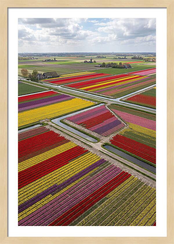 Farm Tulips In Full Bloom