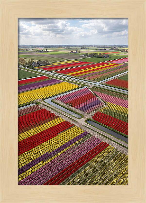 Farm Tulips In Full Bloom