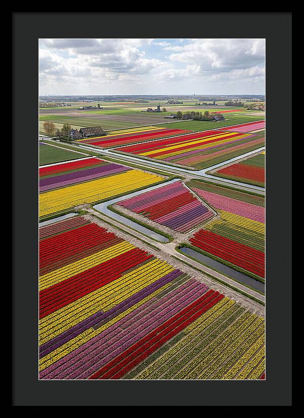 Farm Tulips In Full Bloom