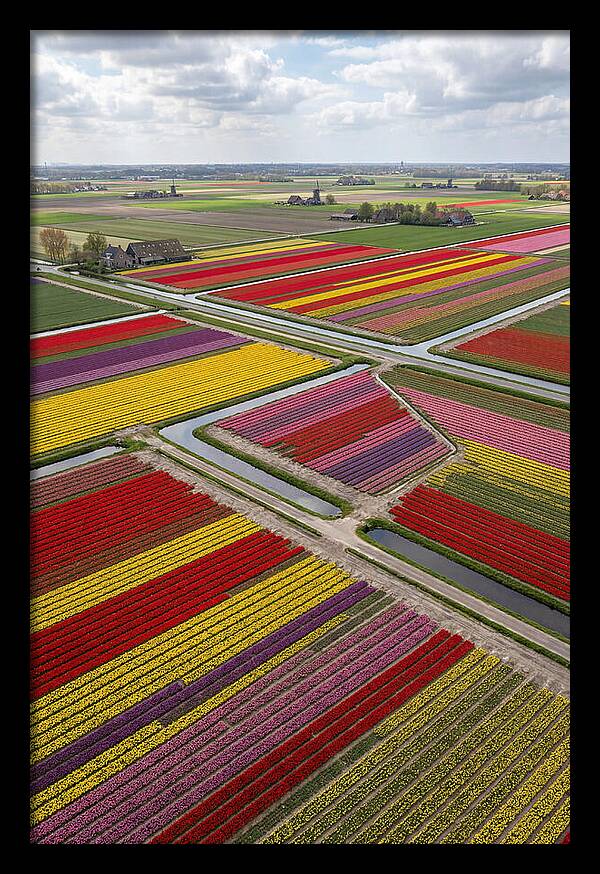 Farm Tulips In Full Bloom