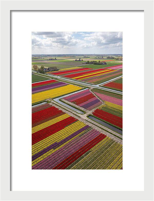 Farm Tulips In Full Bloom