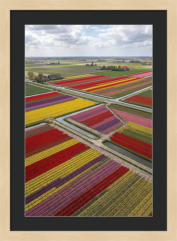 Farm Tulips In Full Bloom