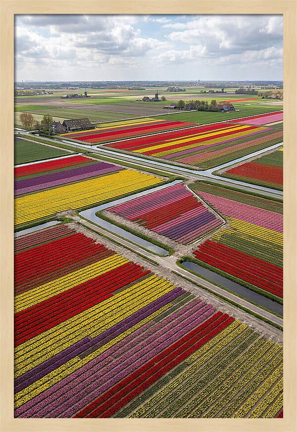 Farm Tulips In Full Bloom