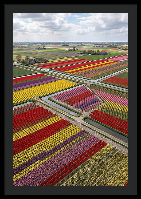 Farm Tulips In Full Bloom