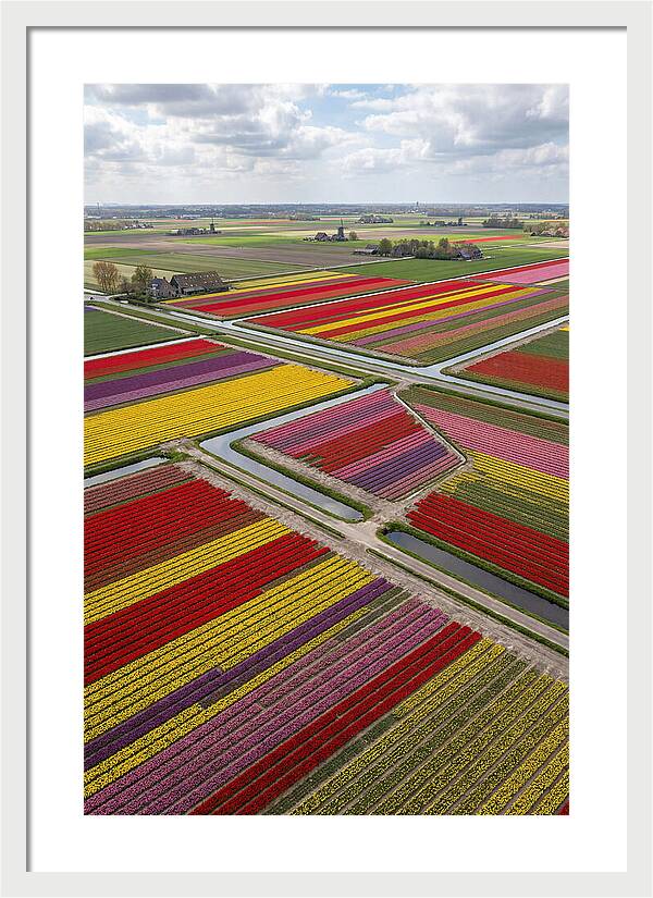 Farm Tulips In Full Bloom