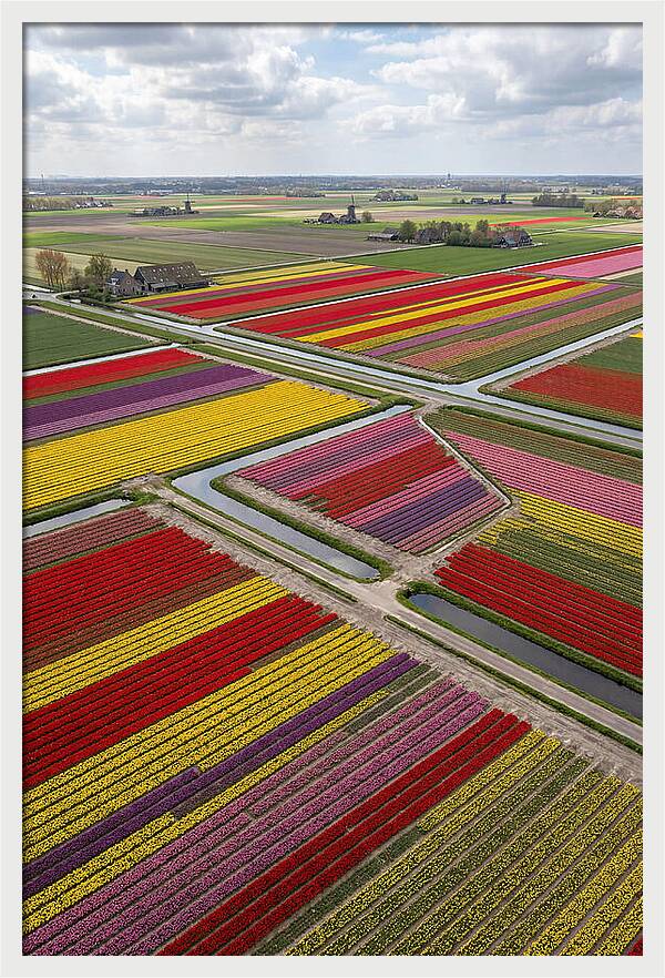 Farm Tulips In Full Bloom