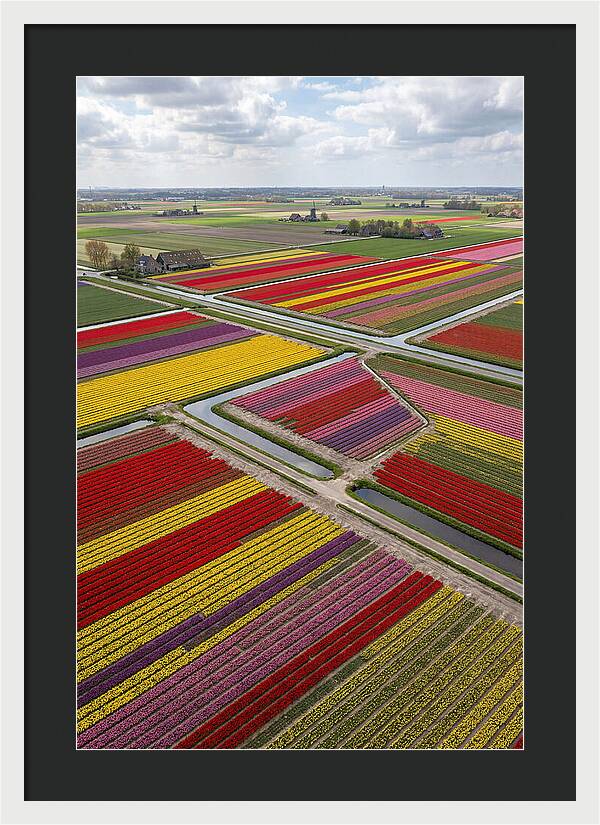 Farm Tulips In Full Bloom