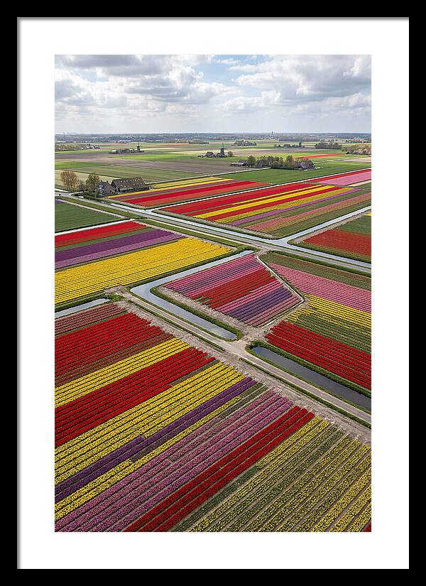 Farm Tulips In Full Bloom