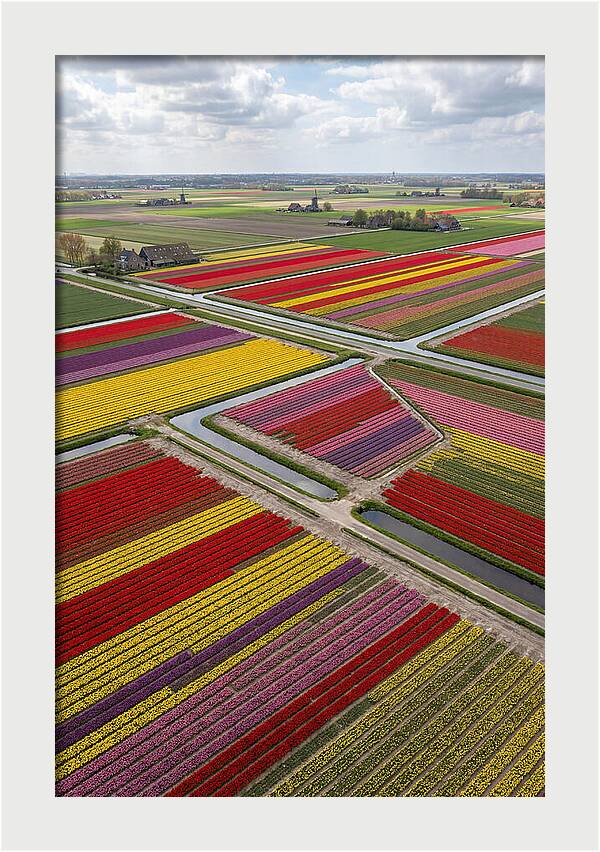Farm Tulips In Full Bloom