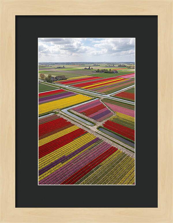 Farm Tulips In Full Bloom