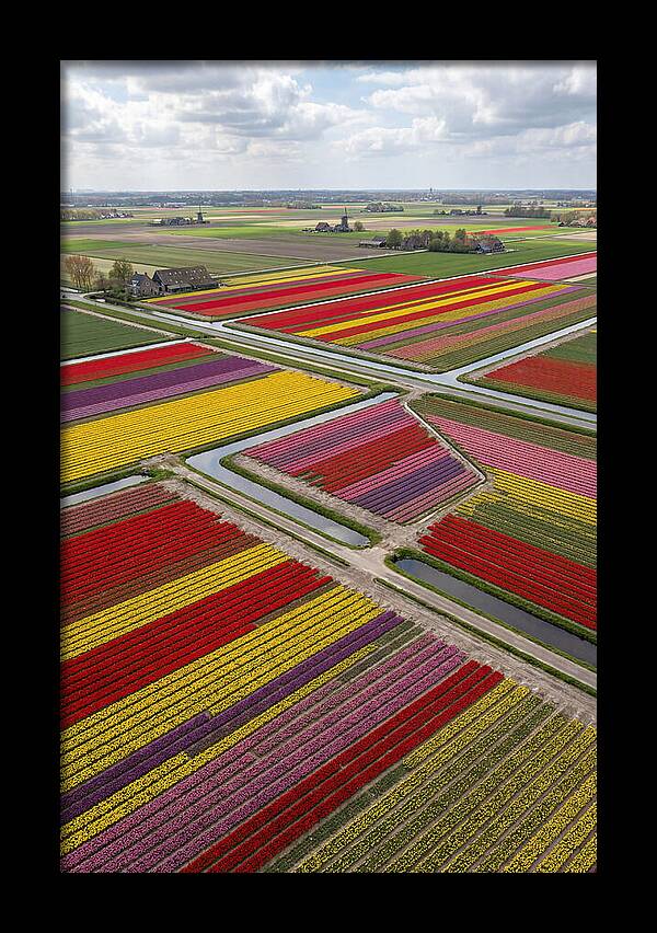 Farm Tulips In Full Bloom