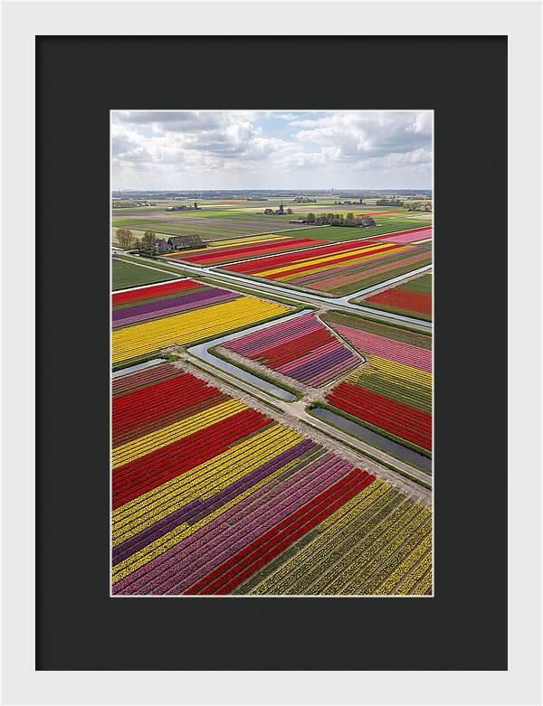 Farm Tulips In Full Bloom