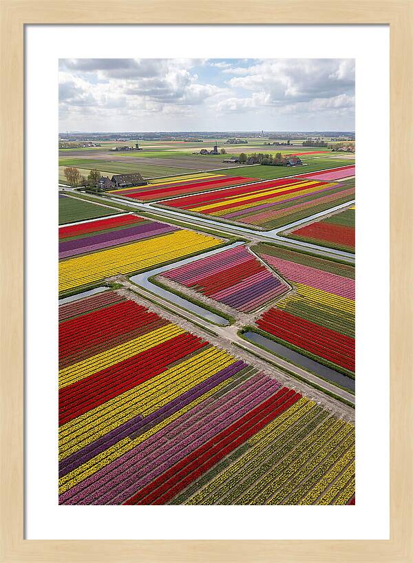 Farm Tulips In Full Bloom