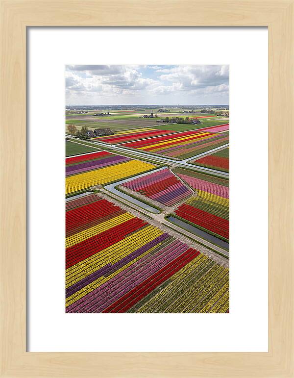Farm Tulips In Full Bloom