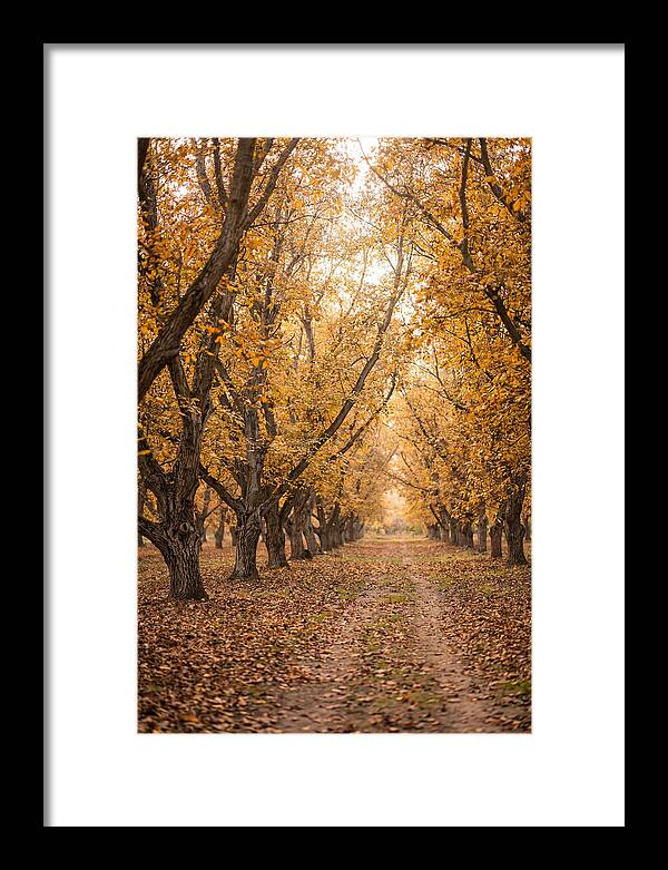 Farm Walnut Grove In Autumn