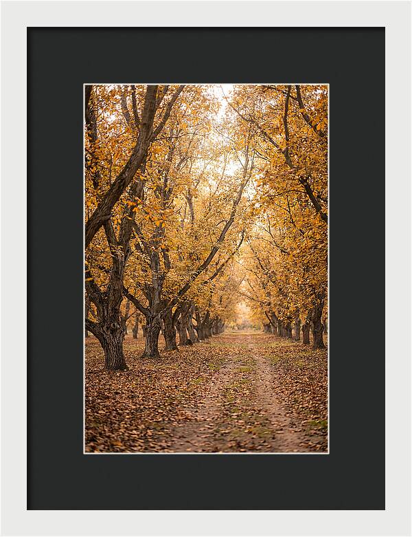 Farm Walnut Grove In Autumn