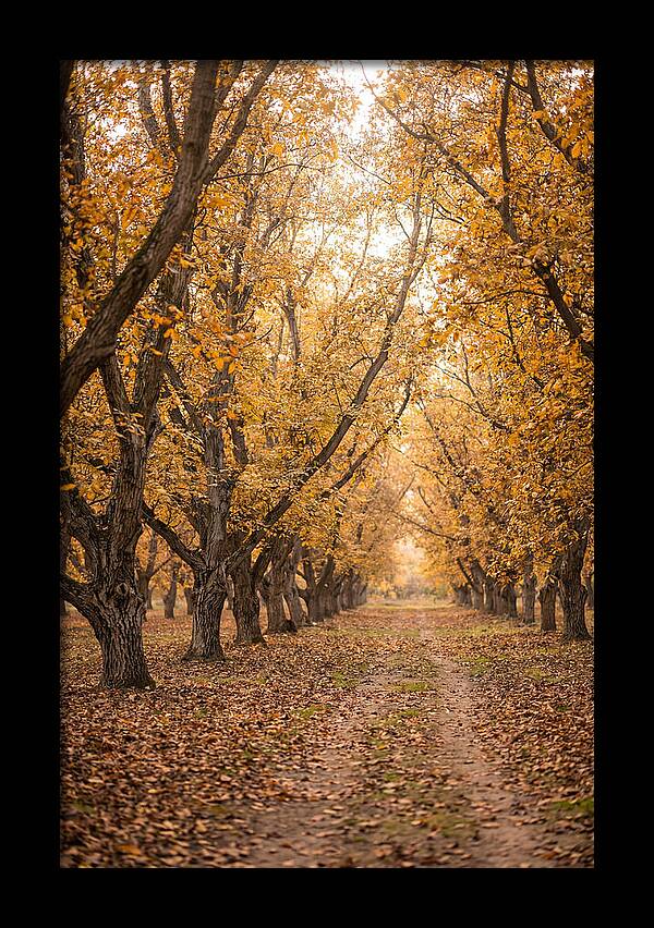 Farm Walnut Grove In Autumn