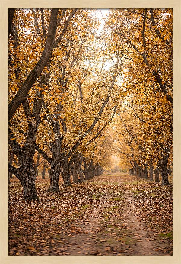 Farm Walnut Grove In Autumn