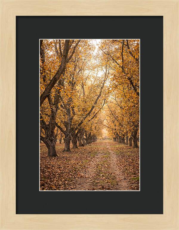 Farm Walnut Grove In Autumn